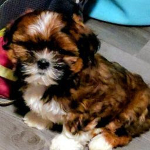 Meet your Posher, Emery - Picture 1 of 1